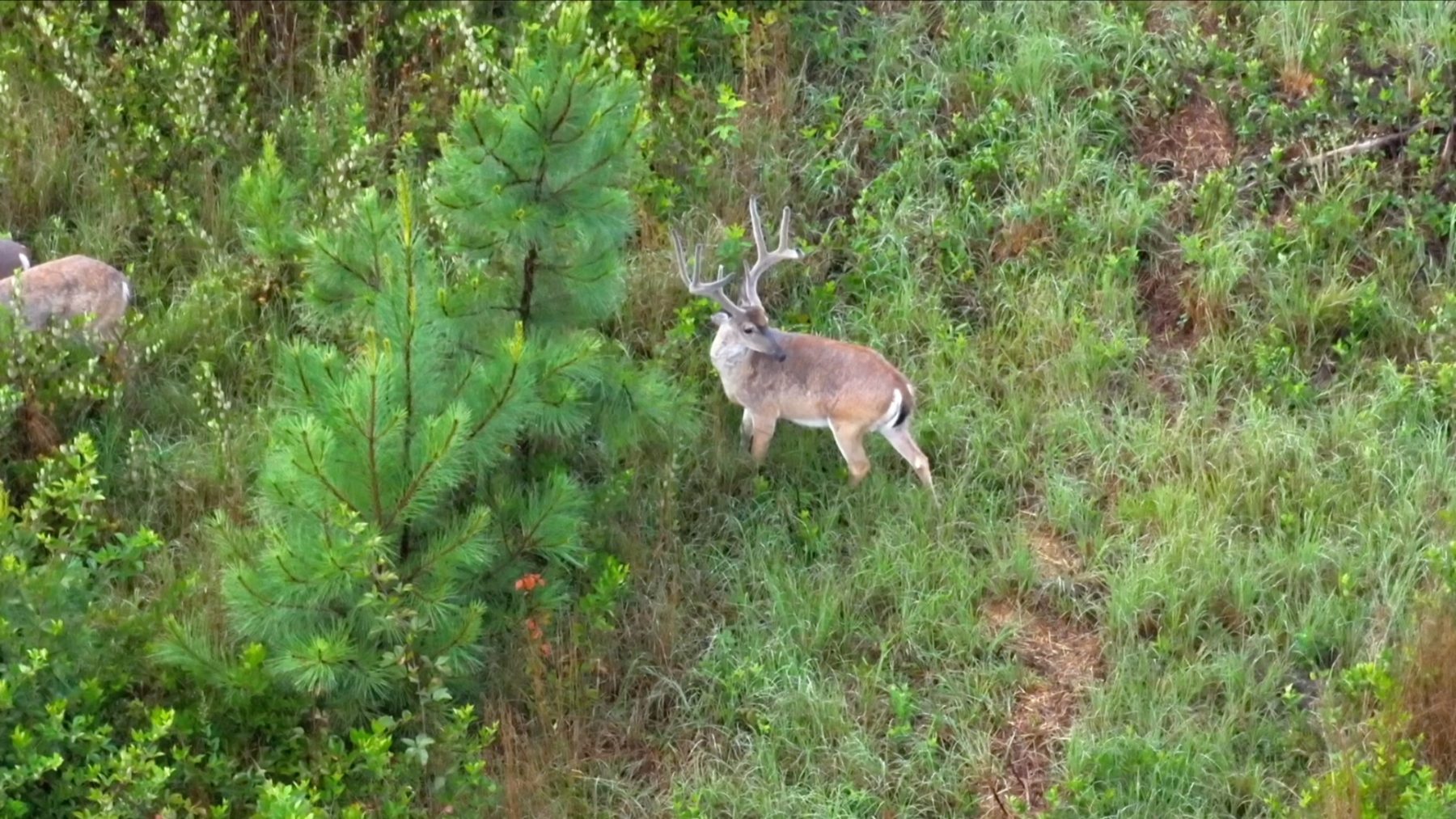 Live whitetail buck observed from a drone, from Captured Hunt